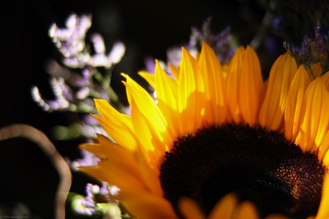 thesun_simeon_schatz