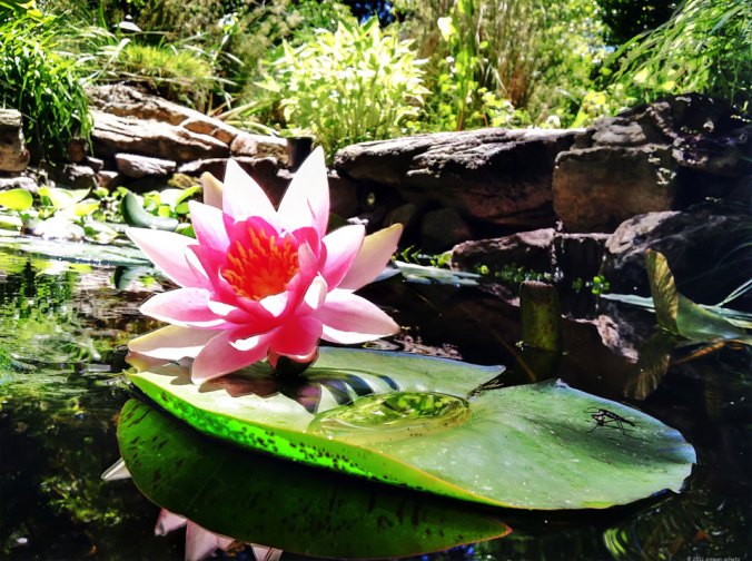 lily_960_simeon_schatz