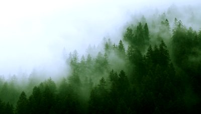 misty-mountain-forest