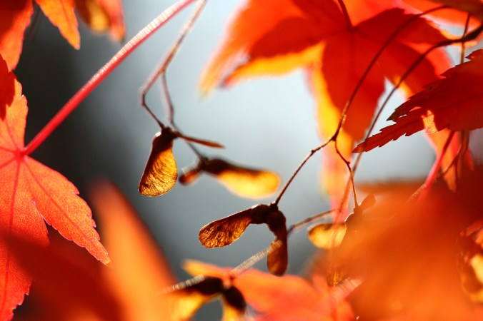 Image source: http://thebestgardening.com/maple-seed-deception/